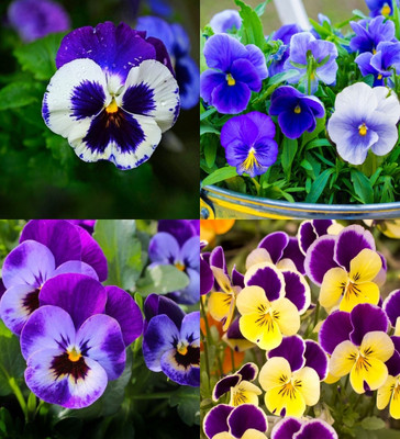 ibains Pansy flower seeds for garden biij 41 Seed(41 per packet)