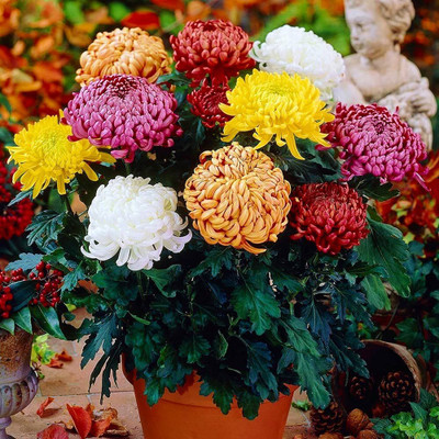 ibains Chrysanthemum flower seeds ugaoo Seed(11 per packet)