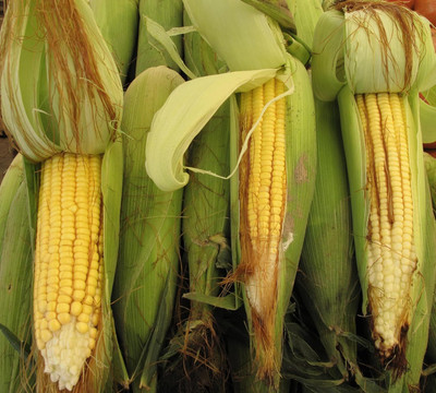 LPR SWEET CORN Seed(20 per packet)