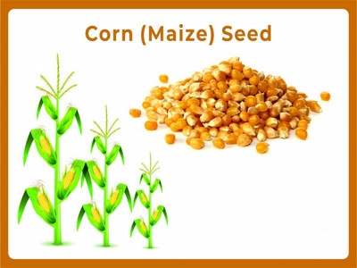 VibeX ® LXI-824 Corn(Maize) Seeds Seed(500 per packet)