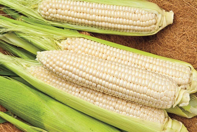 Qualtivate KXL-9AT Sweet Corn Gotta Have It Hybrid Seed(400 per packet)