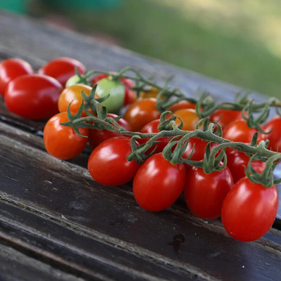 Avysa Tomato Red Coral Seed(2000 per packet)