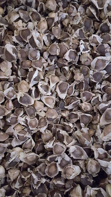 VibeX VVI-55 - Drumstick(Saijan ki Phalli) PKM1 - (1350 Seeds) Seed(1350 per packet)