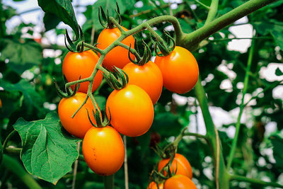 Herbex tomato Seed(70 per packet)