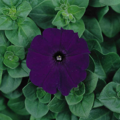 VibeX PUAS-9 - Petunia - Madness Series Flower Garden - Midnight Blooms - (540 Seeds) Seed(540 per packet)
