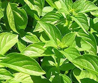 Qualtivate XLL-31 Lemon Basil Seeds Seed(1000 per packet)
