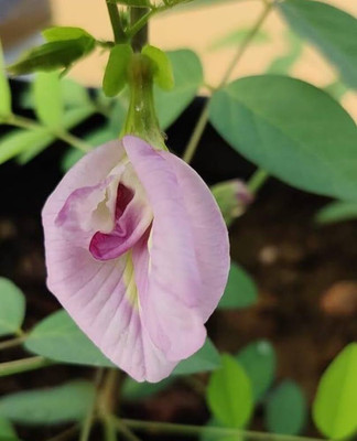 the green dotcom Aparajita plant seeds PACK OF 26 Seed(26 per packet)