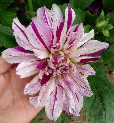 CYBEXIS Beautiful Dahlia Pompon Flower Seeds Seed(1 g)