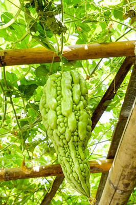 AFARTIOBINA 17 PCS BITTER GOURD SEEDS-A01 Seed(17 per packet)