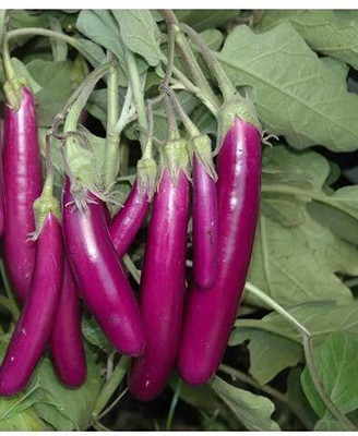 MSG brinjal, baingan, begun Seed(75 per packet)