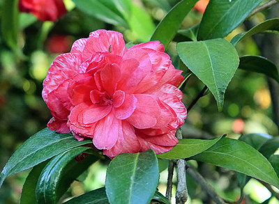 XOLDAA balsam frower Seed(15 per packet)