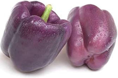 KNESSiN XI-7 Purple Capsicum Seed(150 per packet)