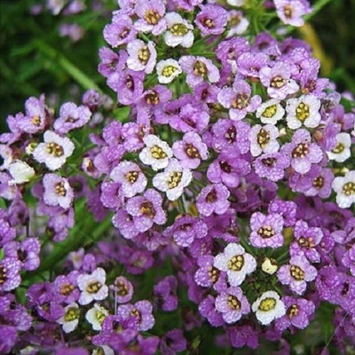 CYBEXIS Sweet Alison100 Seeds Seed(100 per packet)