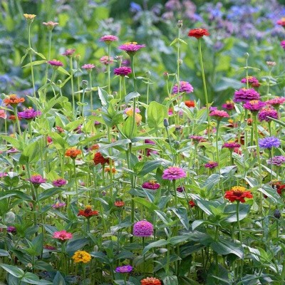 Quentova Zinnia Lilliput Mix-NDIR-9X Seed(75 per packet)