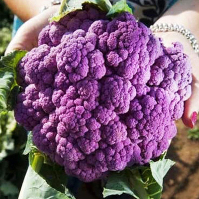 CYBEXIS F1 Hybrid Purple Cauliflower Seeds500 Seeds Seed(500 per packet)