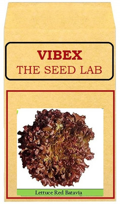 CYBEXIS Lettuce Red Hybrid Seeds1000 Seeds Seed(1000 per packet)