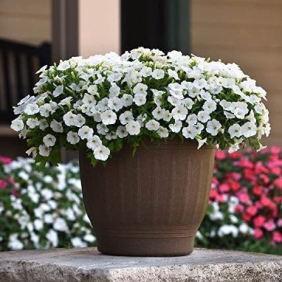 CYBEXIS HUA-99 - Shock Wave White Spreading Petunia Perfect Groundcover - (180 Seeds) Seed(180 per packet)