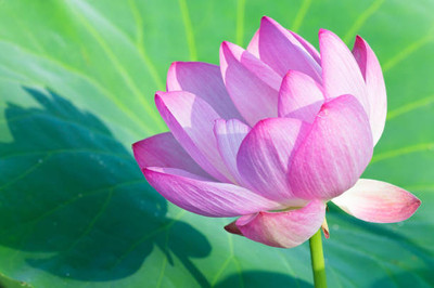 True Elements Lotus Seed(11 per packet)