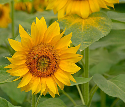 Seedsilk Store Dwarf Sunflower All Season Seed(30 per packet)