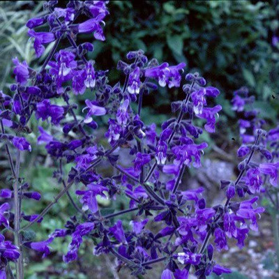 CYBEXIS Hybrid Seeds - Salvia Hians Seeds Seed(50 per packet)