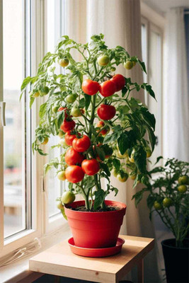 seedargo Seedargo Best Quality Hybride Tomato Seed Seed(120 per packet)