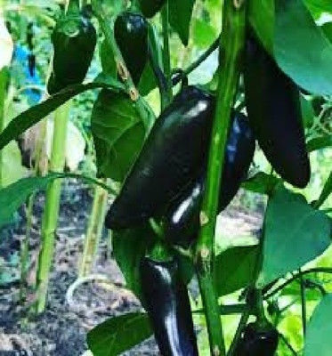 BDSresolve Hybrid black chilli seeds/black chilli seeds Seed(50 per packet)