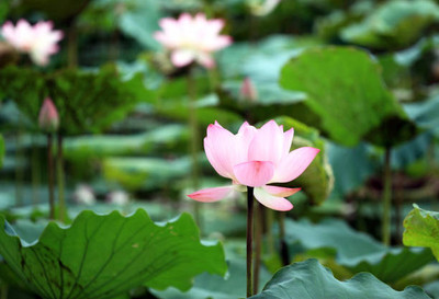 usdeepar retrail lotus,kamal gatta Seed(11 per packet)