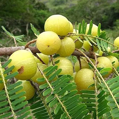 Aro Gooseberry, Amla Seed(67 per packet)