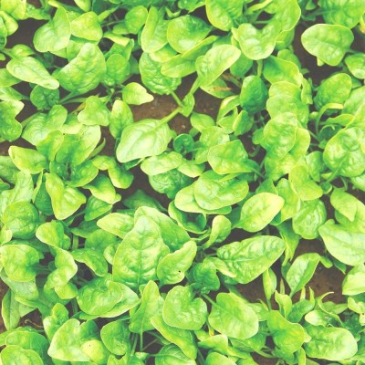 VibeX GBPUT-27 - Butterflay Spinach - (2250 Seeds) Seed(2250 per packet)