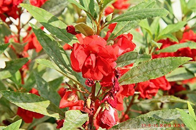 Epazo BALSAM DOUBLE FLOWER Seed(15 per packet)