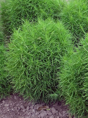 BDSresolve Kochia plant seeds Pck of 26 Seed(26 per packet)
