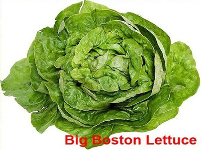 WILLVINE XLR-93 Big Boston Lettuce Seeds Seed(200 per packet)