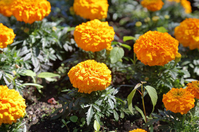 DRoz marigold/gende ka phool flower seeds Seed(75 per packet)