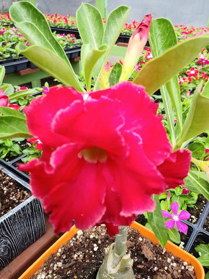 Qualtivate LX-459 Desert Rose Mixed Colours Seed(30 per packet)