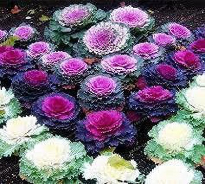 KANAYA Ornamental Cabbage / kale Mix Heirloom Flower Seed(36 per packet)