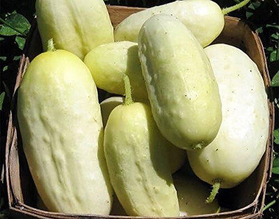 Qualtivate GBPT-8A White Wonder Sweet Cucumber Seeds Seed(300 per packet)