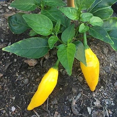 KNESSiN Aji Lemon Chilli Pepper Seeds,Best Quality Imported Seed(200 per packet)