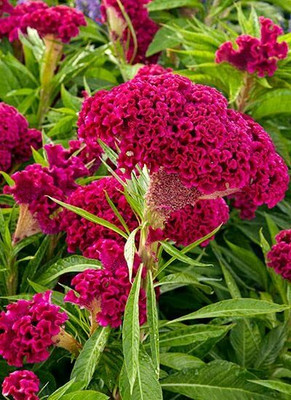 Aywal Cockscomb Mixed Color Hybrid Flower Seeds For All Season Seed(20 per packet)
