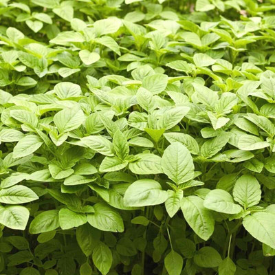 Aywal Amaranthus Leaf Red/Cholai Green Saag Seed(160 per packet)