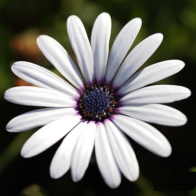 Lorvox DIMORPHOTHECA WHITE OPEN POLLINATED Seed(60 per packet)