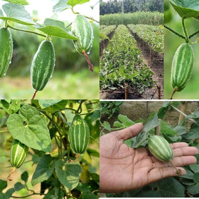 ibains Parwal hybrid seeds plant 28 Seed(28 per packet)