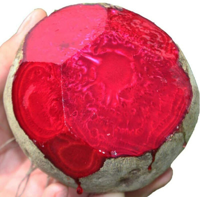 CYBEXIS High-Yield Deep Red Beet Easy to Plant Annual Heirloom Seed500 Seeds Seed(500 per packet)