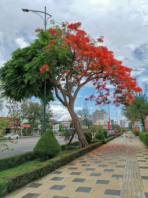 Garden Basket Hubb Gulmohar Seeds/Ornamental tree seed/Avenue Tree seed/Delonix regia seed Seed(300 per packet)