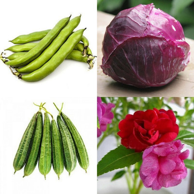 SimXotic Combo of Cabbage Red, Ridge Gourd Tori, Bakla & Balsam (GMO-FREE) Seed(4 per packet)