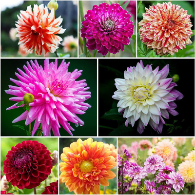 WILLVINE PAU-331 Mixed Dahlia Seeds | Non-GMO Seed(50 per packet)
