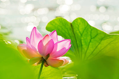 SS ONLINE lotus,kamal gatta Seed(10 per packet)