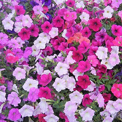 CYBEXIS VVI-38 - Petunia Triumph Rainbow Flowers Non GMO - (180 Seeds) Seed(180 per packet)