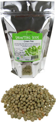 WILLVINE Dried Green Pea Seed(50 per packet)