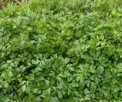 CYBEXIS VXI-2 - Italian Flat Leaf Parsley (Petroselinum crispum) - (750 Seeds) Seed(750 per packet)