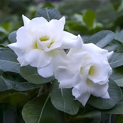 CRGO ADENIUM Seed(60 per packet)